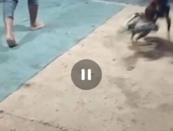 Perjudian Sabung Ayam dan Dadu di Cempedak Sagulung Sangat Meresahkan, APH lemah Tak Berdaya Memberantas, Diduga Adanya Pembiaraan